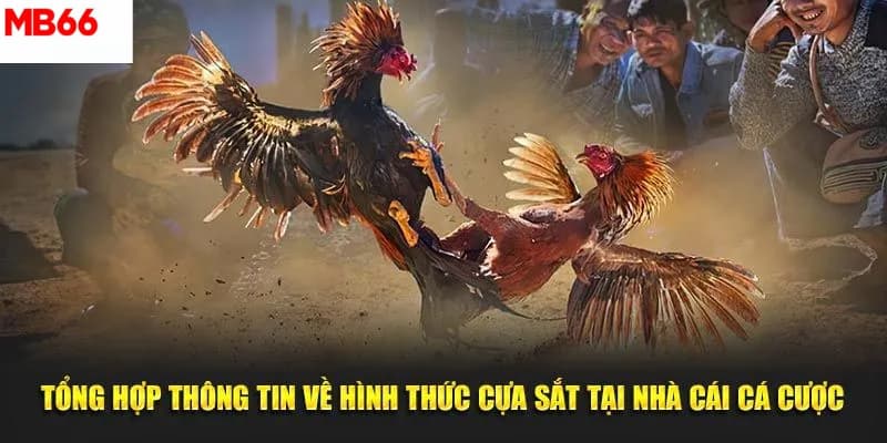 Những dòng chiến kê thường xuất hiện trong đá gà cựa sắt