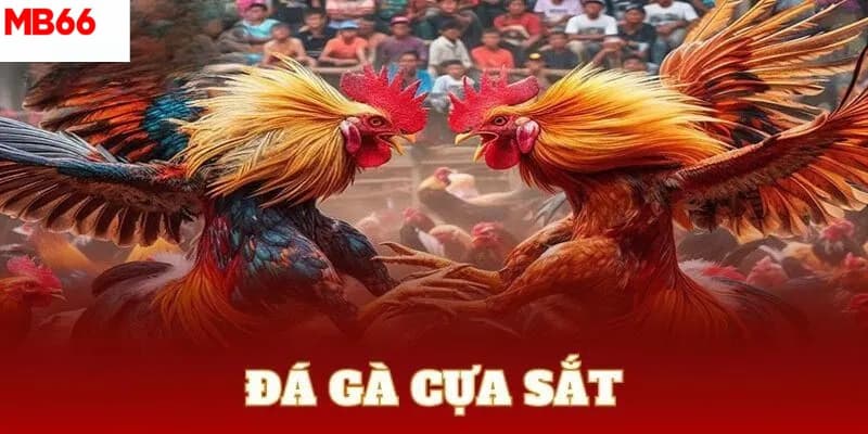 Tổng hợp cửa cược đá gà cựa sắt và tỷ lệ nhận thưởng phổ biến nhất